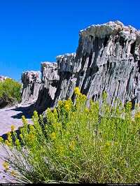 Photo by outofthisnature | Lee Vining  Mono Lake, wild flowers